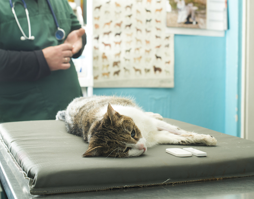 動物病院で獣医師と働く薬剤師！